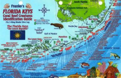 Buy map Florida Keys Fish ID Card by Frankos Maps Ltd. from Florida Maps Store